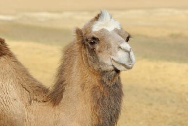 Kameel grondstof dekbedden